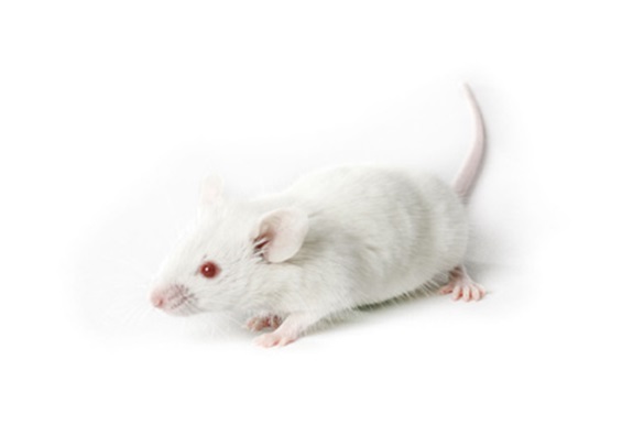 albino laboratory mouse